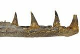 Cretaceous Crocodilian Jaw Section - Hell Creek Formation #144139-3